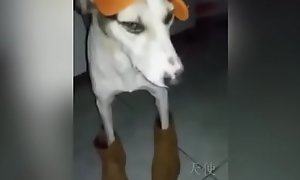 Cachorro baianor